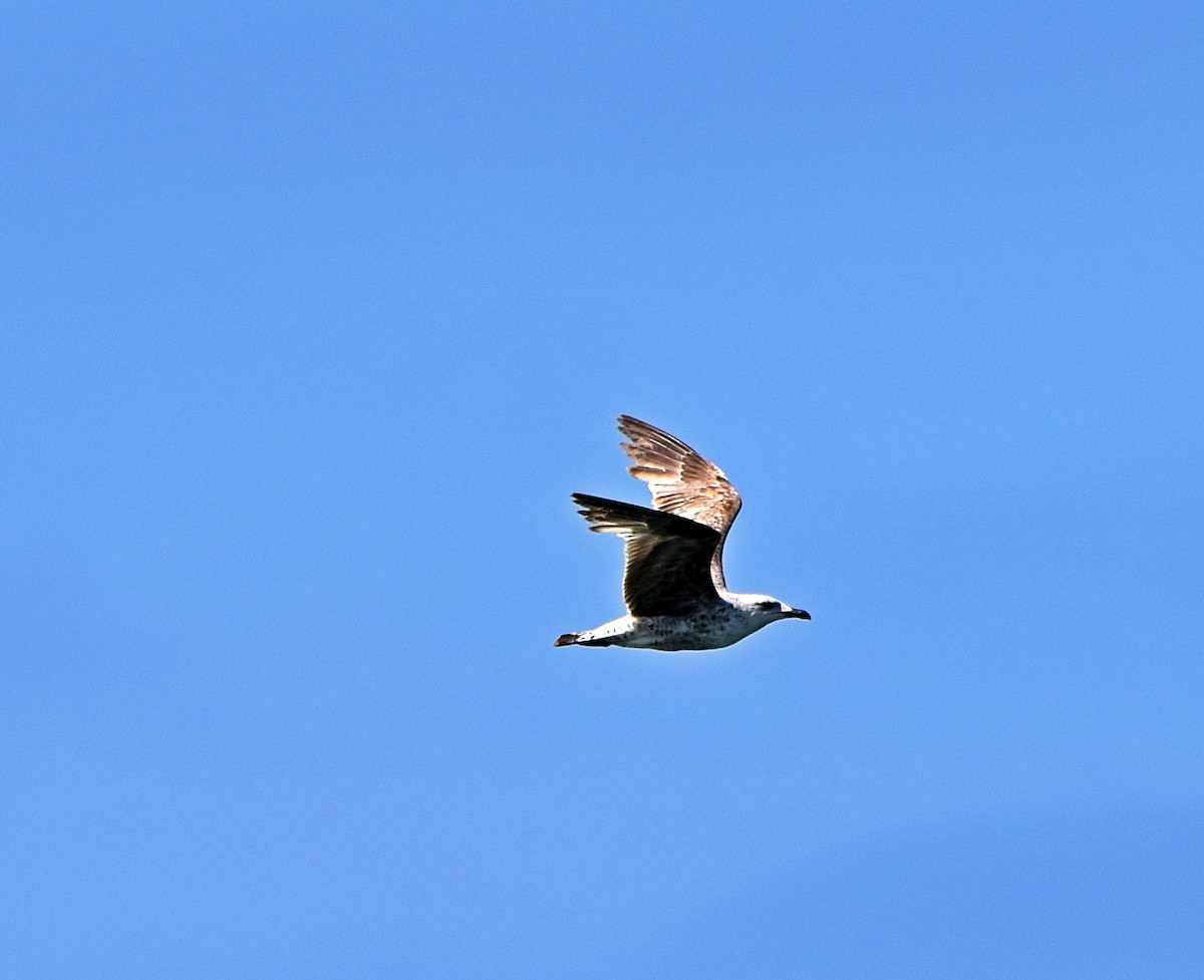 Lesser Black-backed Gull - Joao Freitas