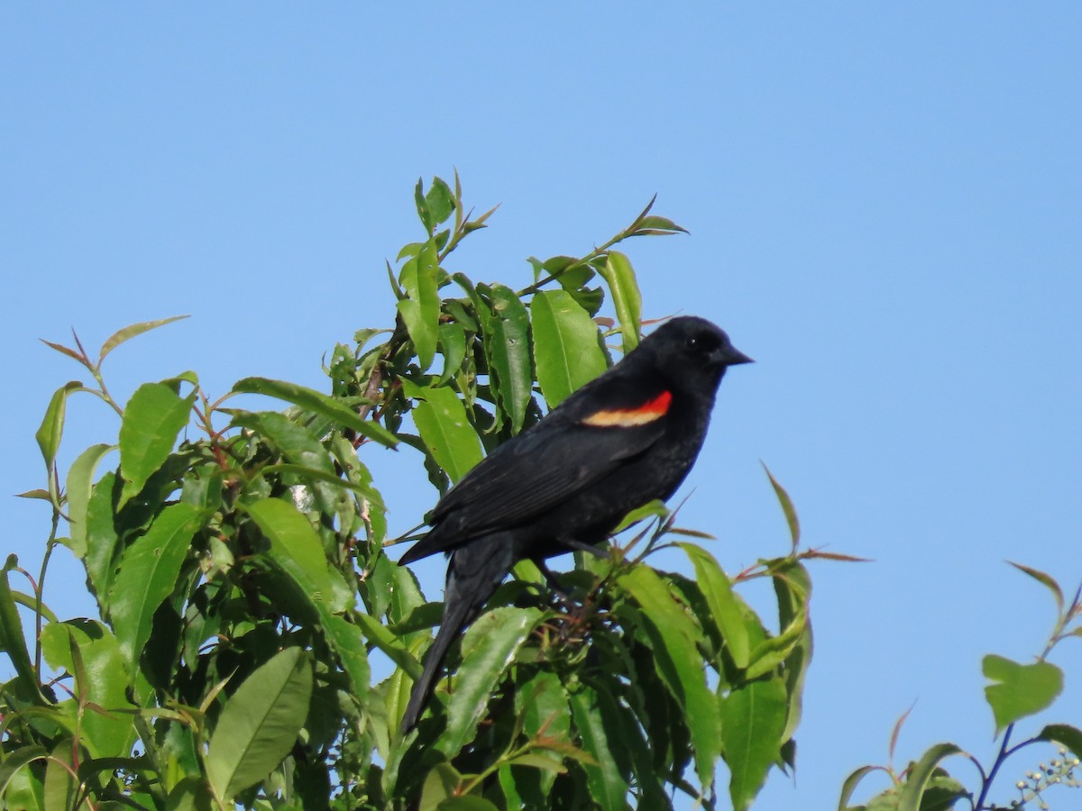 Red-winged Blackbird - Sue and Tom Santeusanio