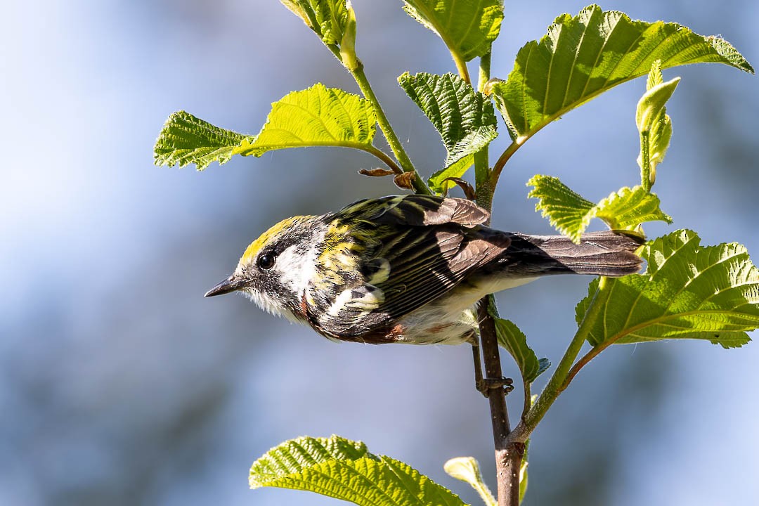 Chestnut-sided Warbler - Sheri Minardi