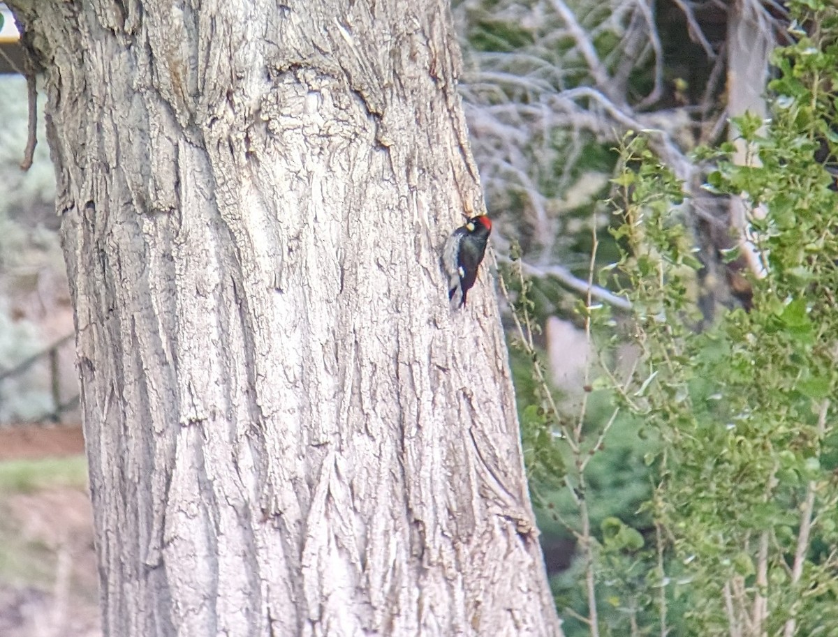 Acorn Woodpecker - ML619565725