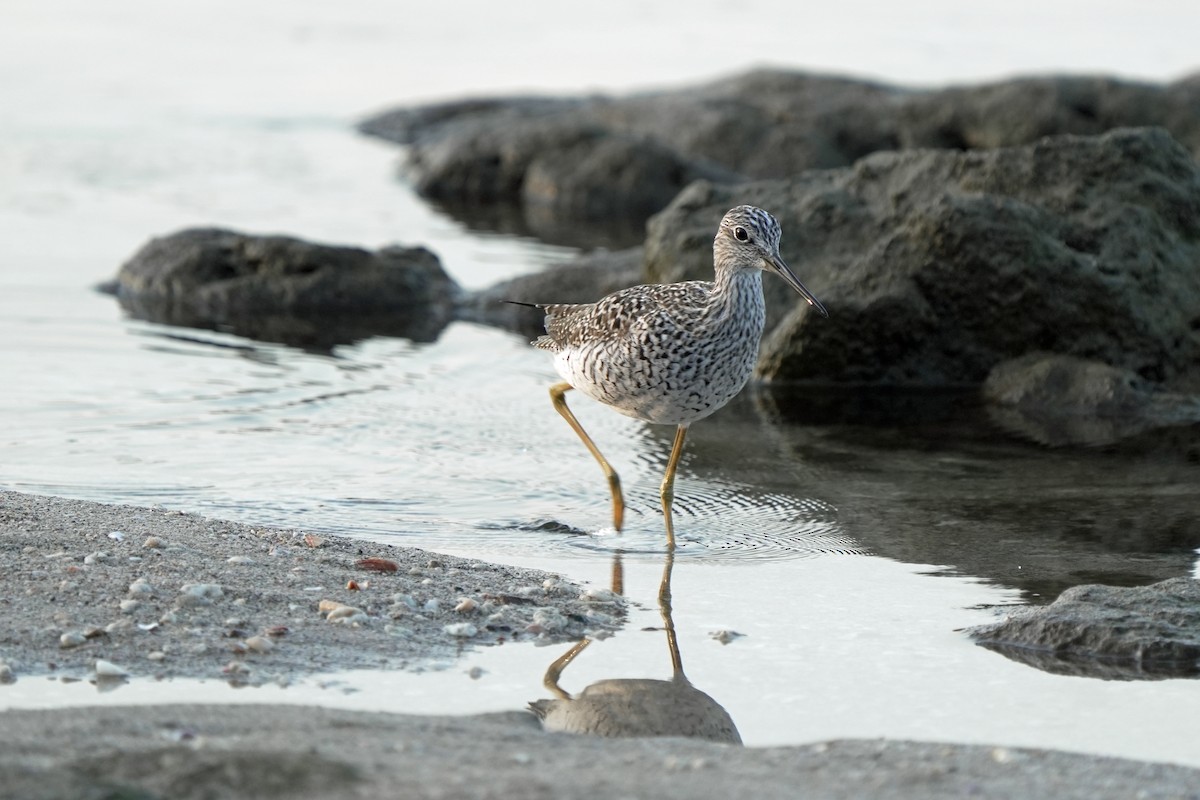 Greater Yellowlegs - Kenny Frisch