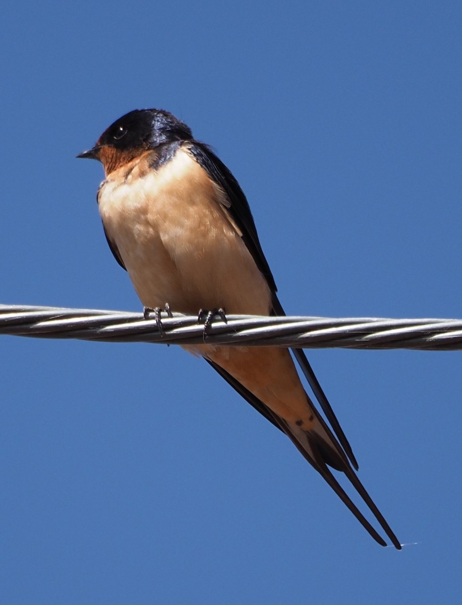 Barn Swallow - Dick Cartwright