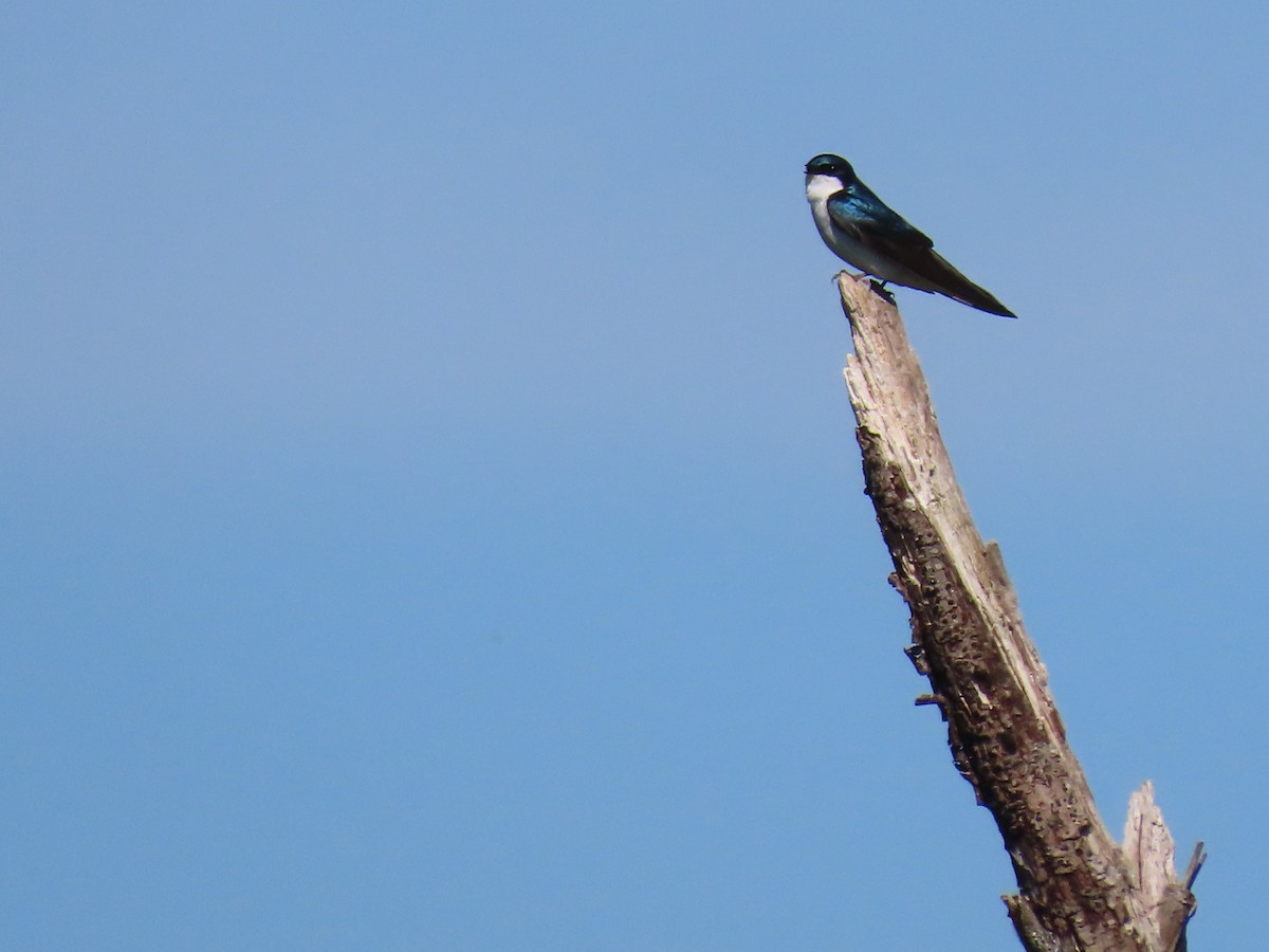 Tree Swallow - Sue and Tom Santeusanio