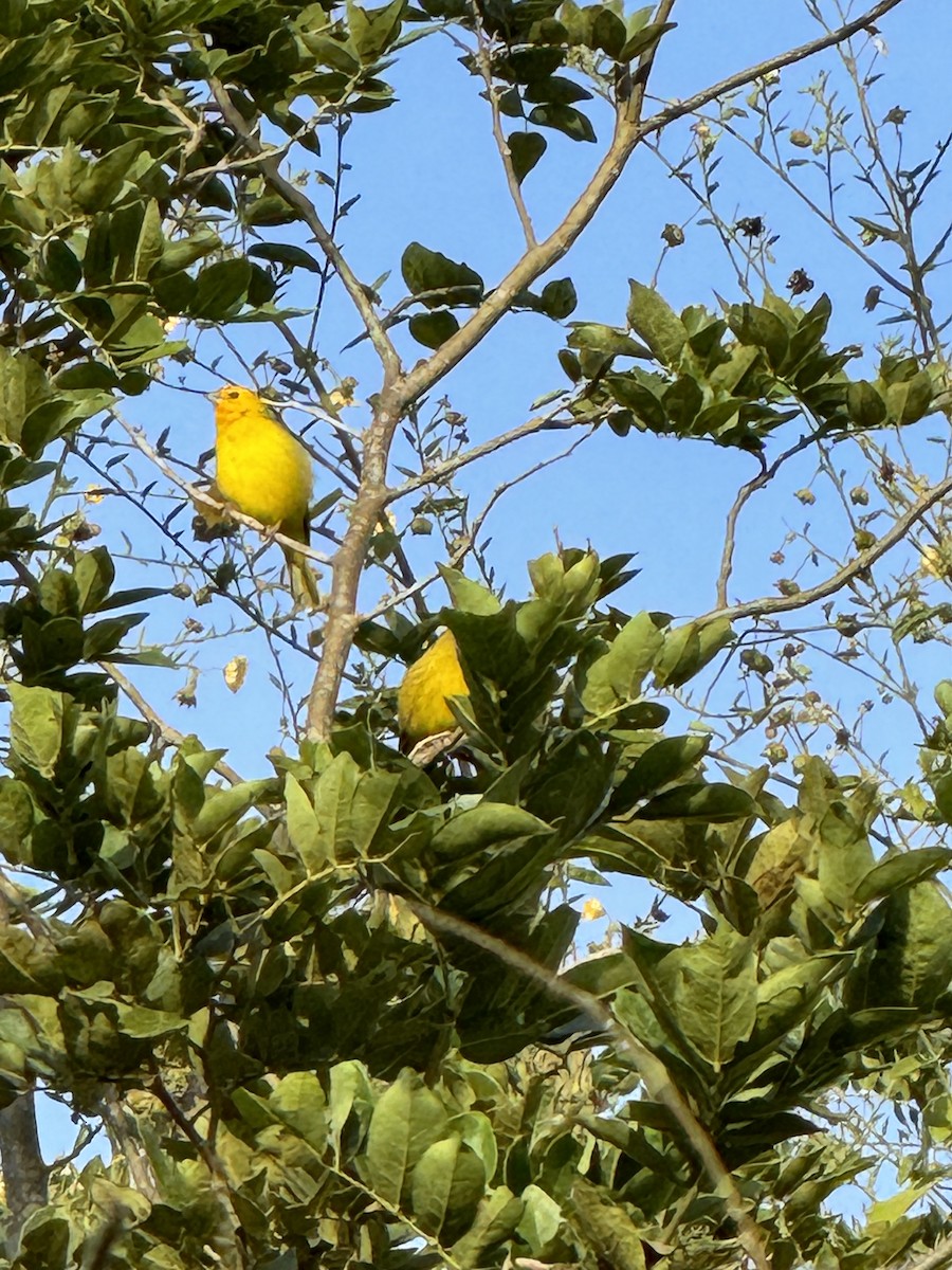 Saffron Finch - Maria Goretti Maciel