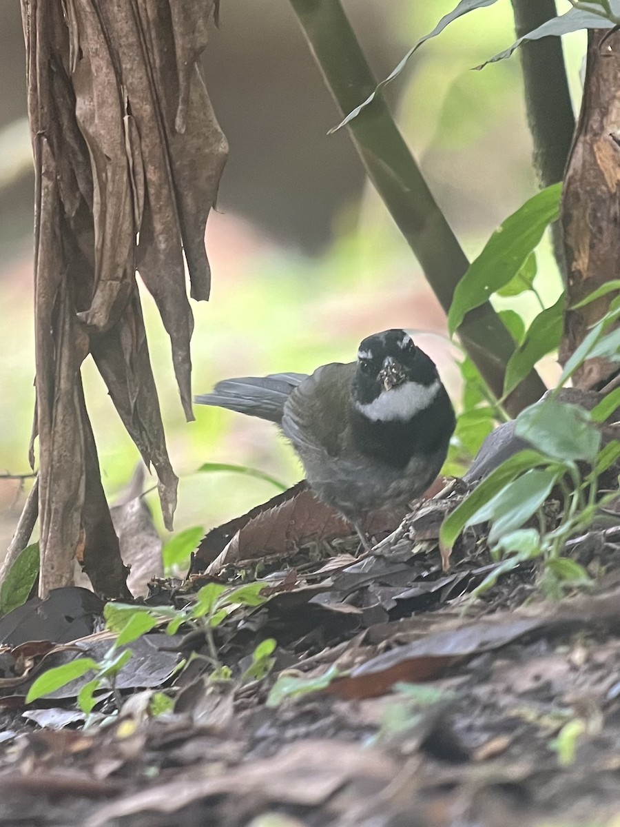 Orange-billed Sparrow - Brenda Sánchez