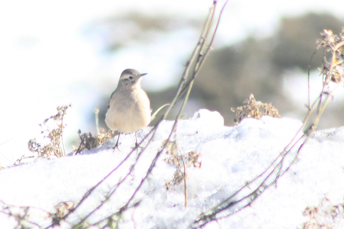 Rufous-banded Miner - ML619565736