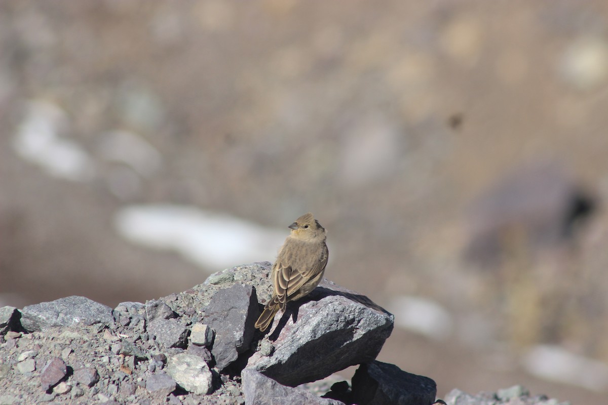 Greater Yellow-Finch - ML619565738