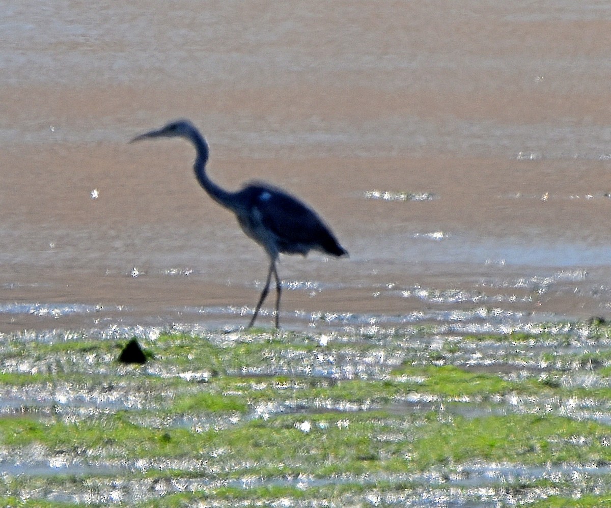 Gray Heron - Joao Freitas