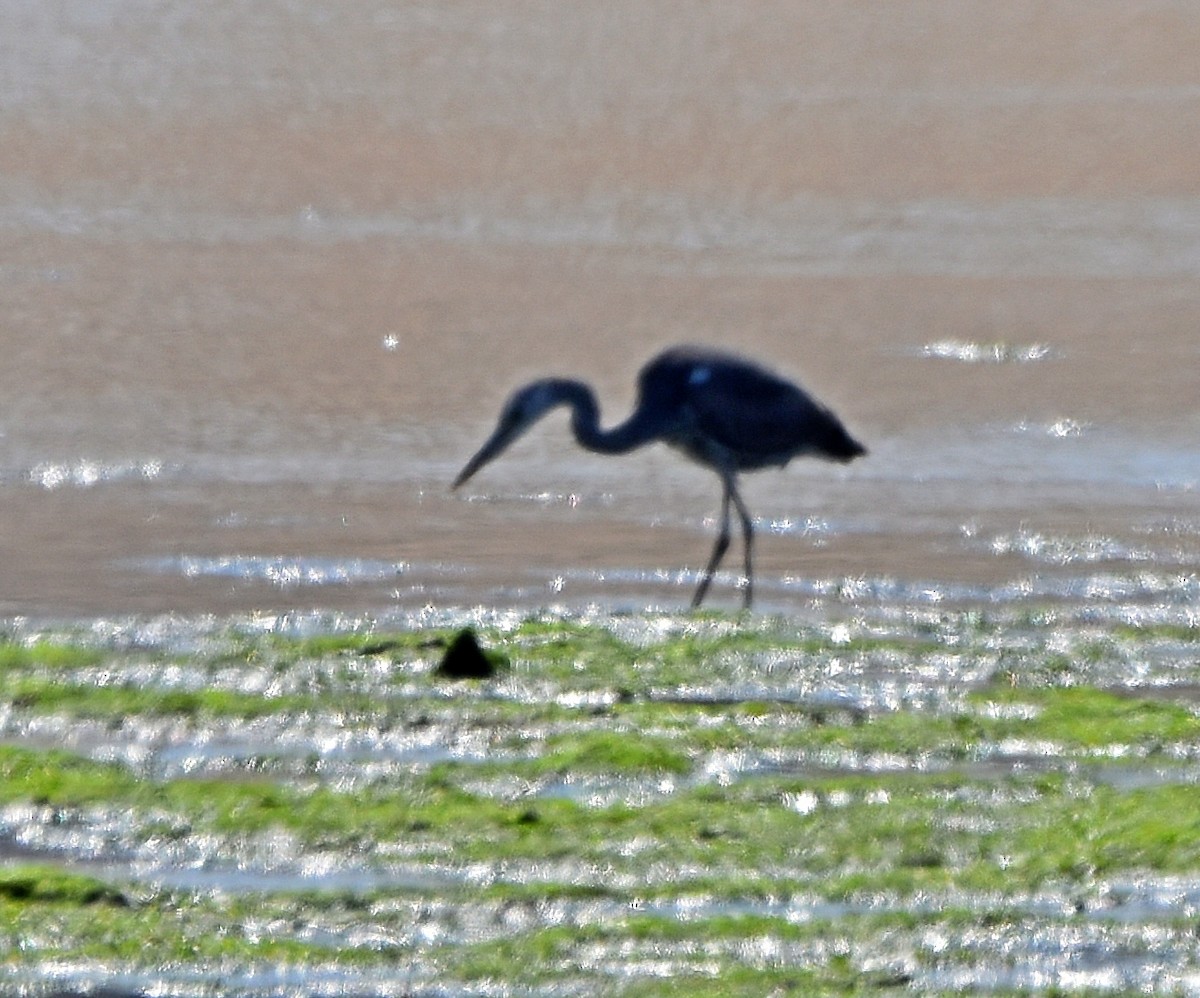 Gray Heron - Joao Freitas