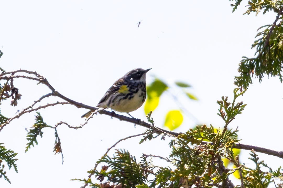 Yellow-rumped Warbler - Sheri Minardi