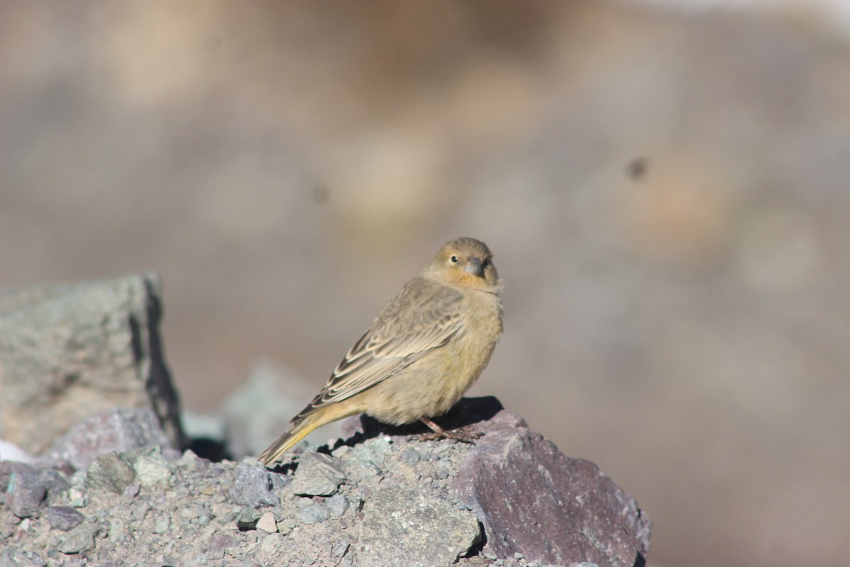 Greater Yellow-Finch - ML619565746
