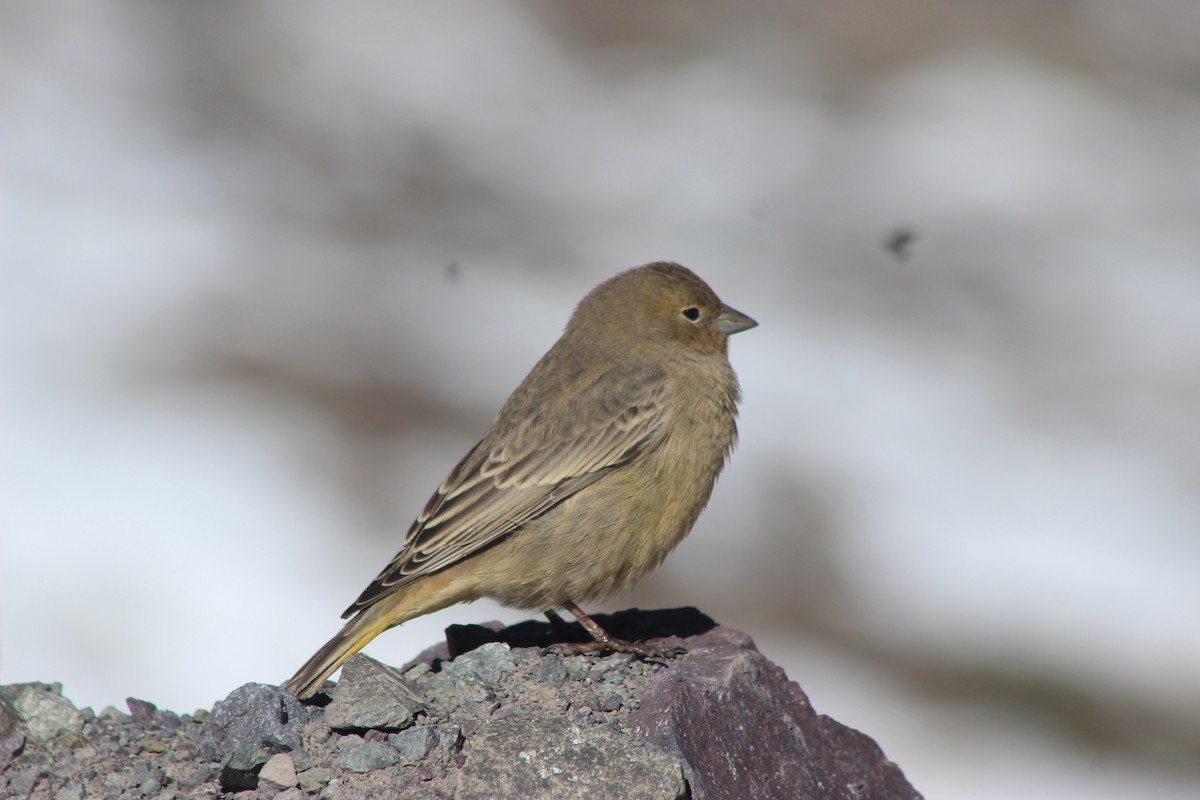 Greater Yellow-Finch - ML619565747