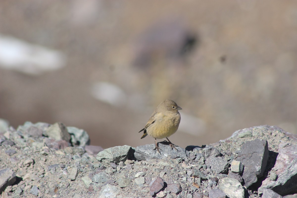 Greater Yellow-Finch - ML619565750