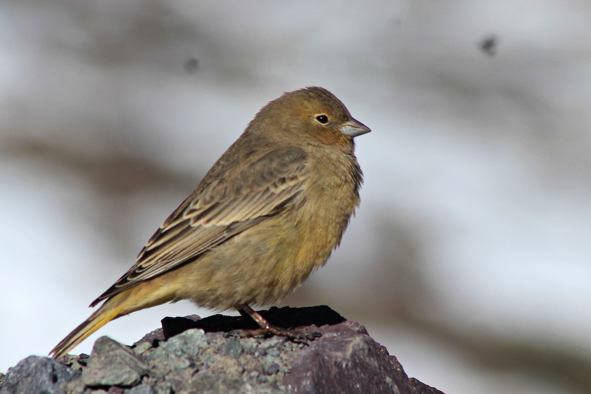 Greater Yellow-Finch - ML619565752