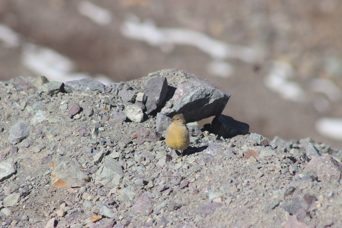 Greater Yellow-Finch - ML619565759