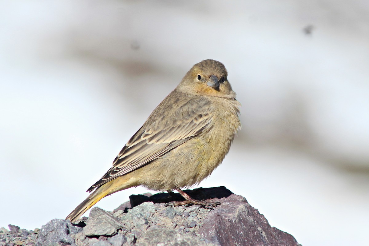 Greater Yellow-Finch - ML619565761