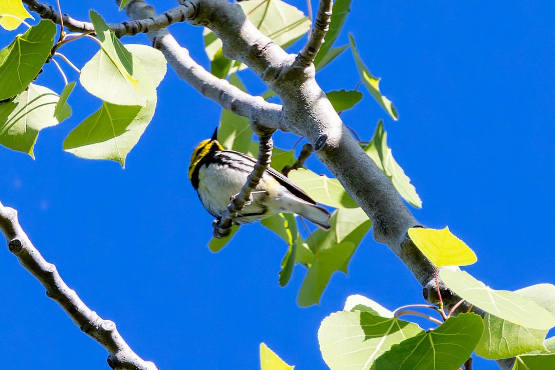 Black-throated Green Warbler - Sheri Minardi