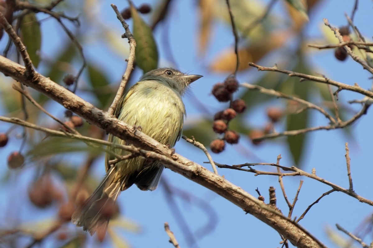 Yellow-olive Flatbill - ML619565764