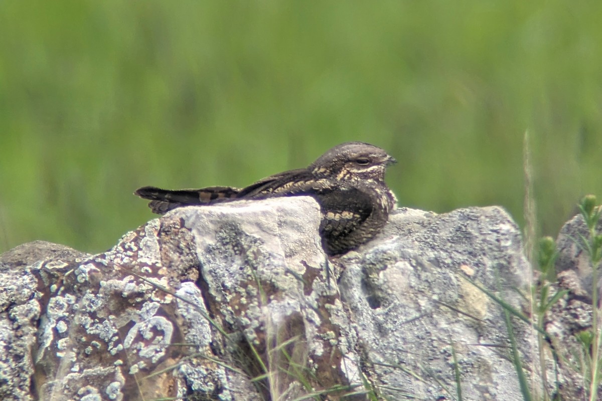 Eurasian Nightjar - ML619565769