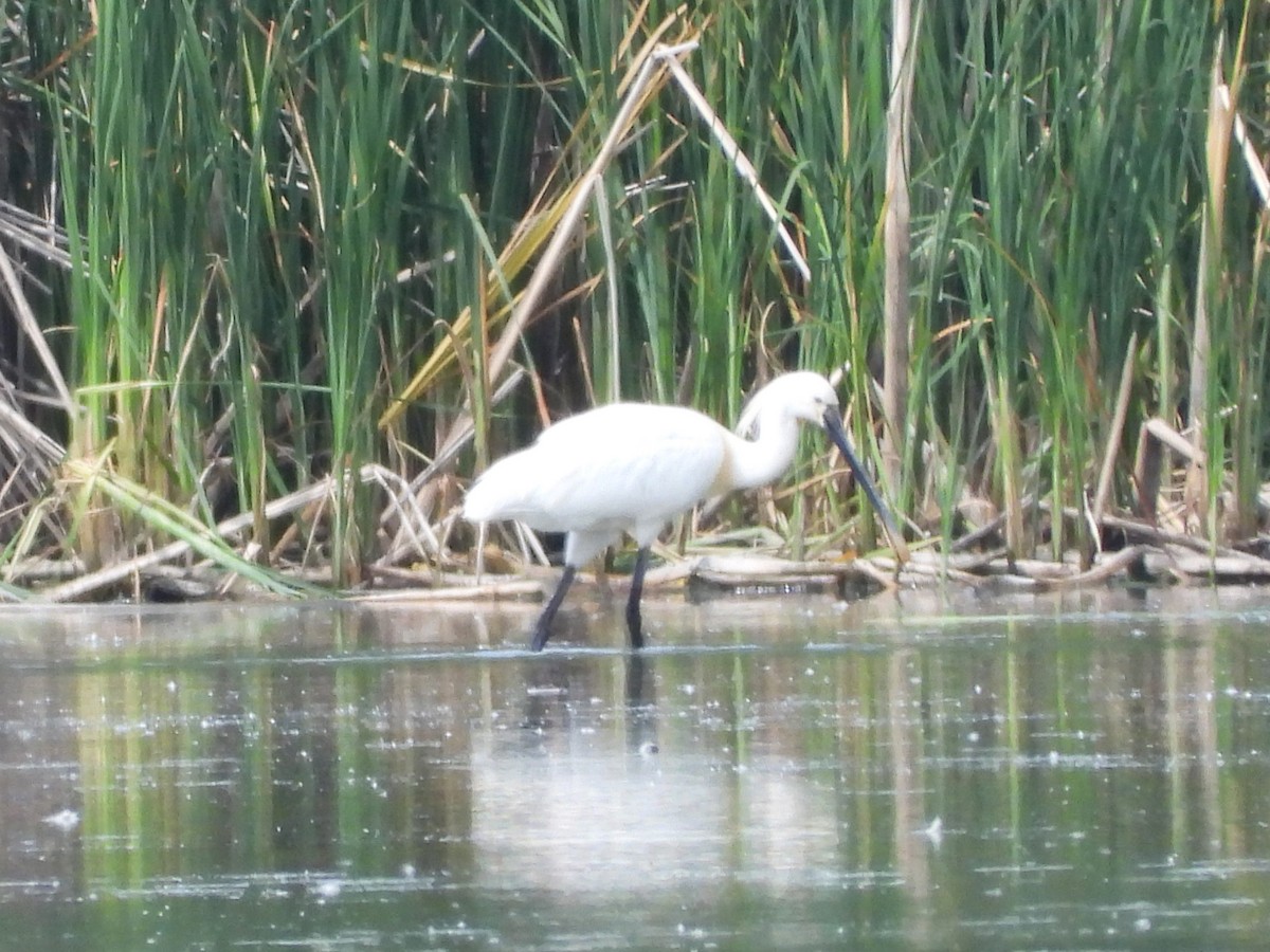 Eurasian Spoonbill - Pavel Hastík