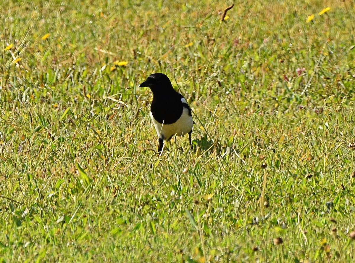 Eurasian Magpie - Joao Freitas