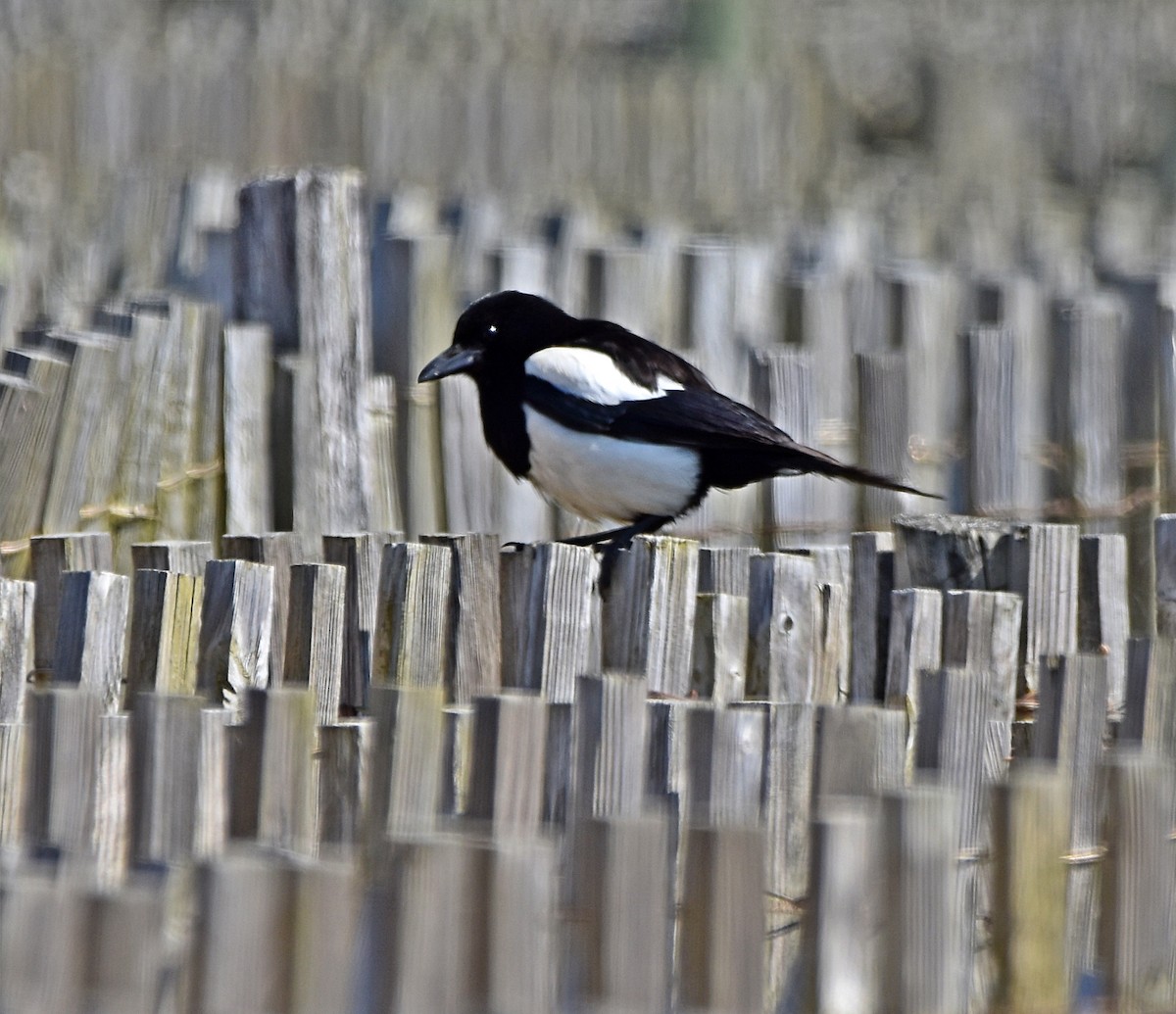 Eurasian Magpie - Joao Freitas