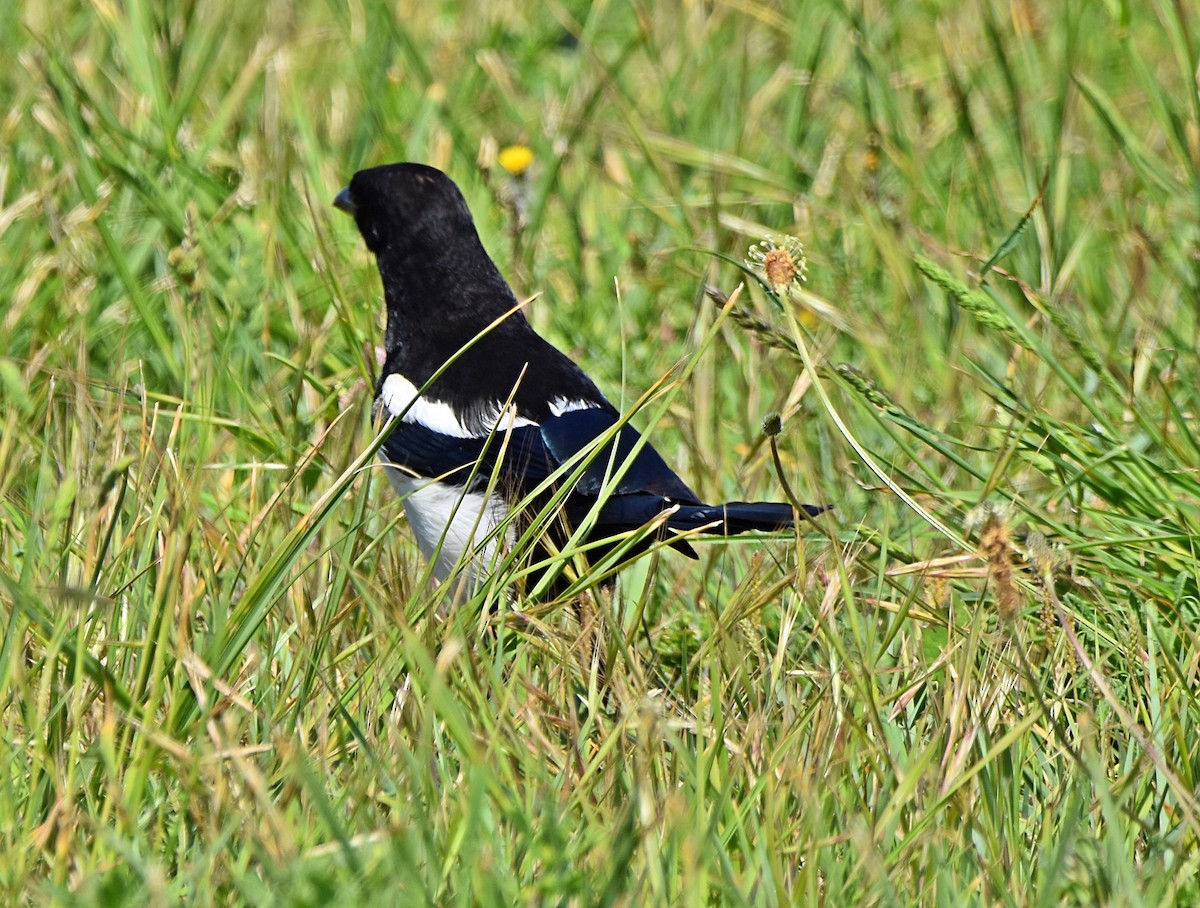 Eurasian Magpie - Joao Freitas