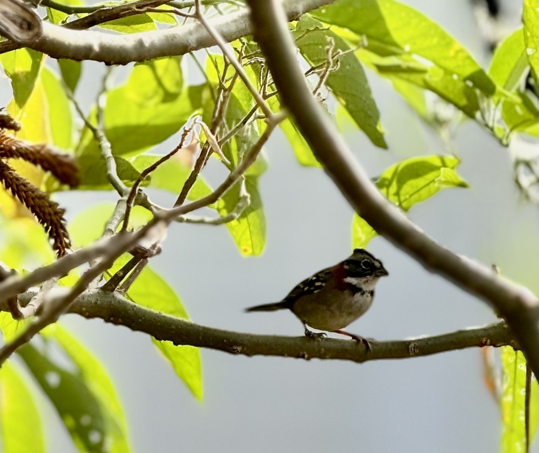 Rufous-collared Sparrow - Maria Goretti Maciel