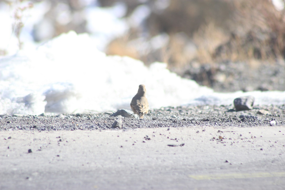 Rufous-banded Miner - ML619565787