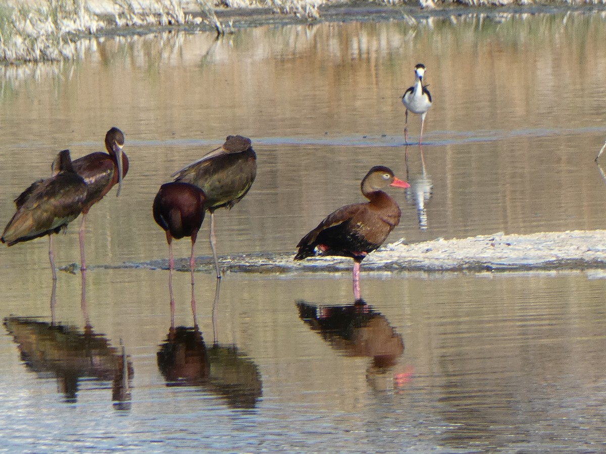 Black-bellied Whistling-Duck - Christopher Rustay