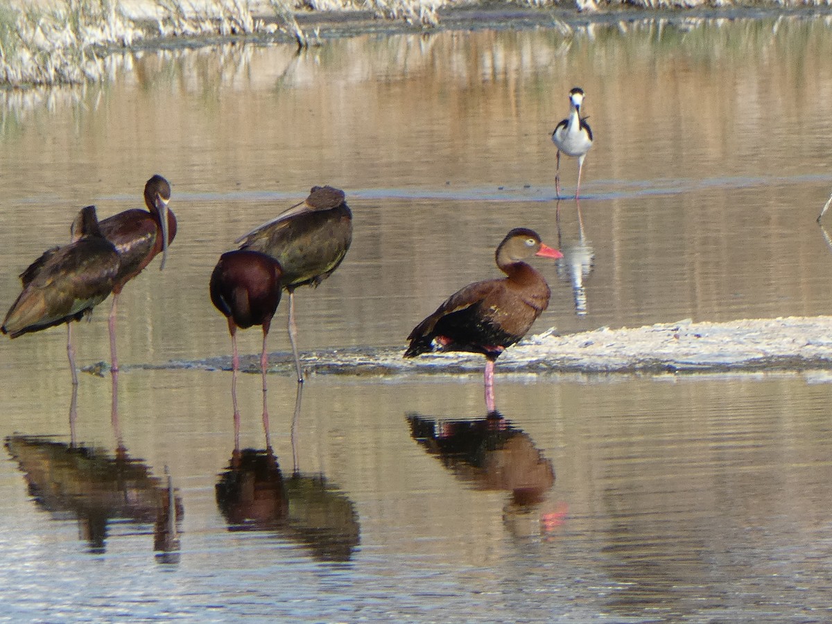 Black-bellied Whistling-Duck - ML619565789