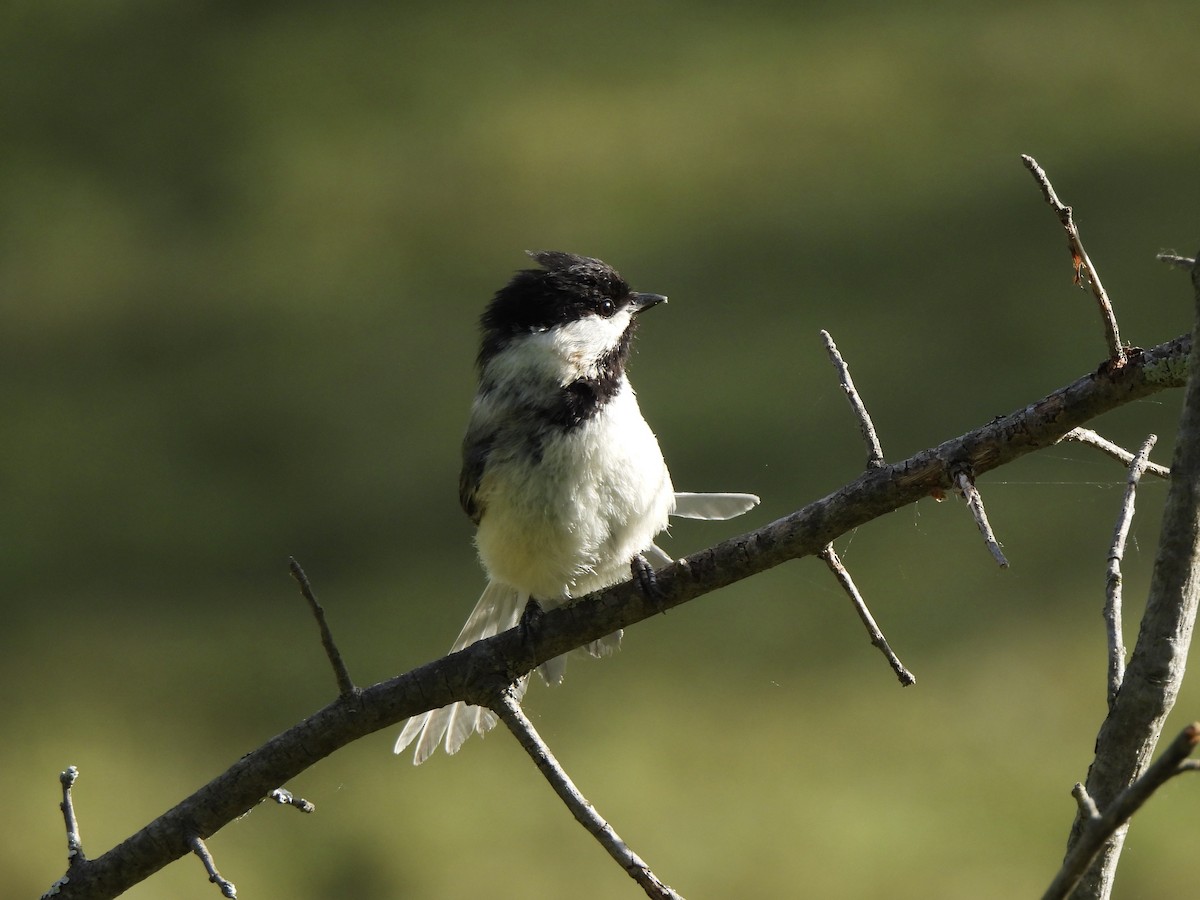 Black-capped Chickadee - Nancy VanCott