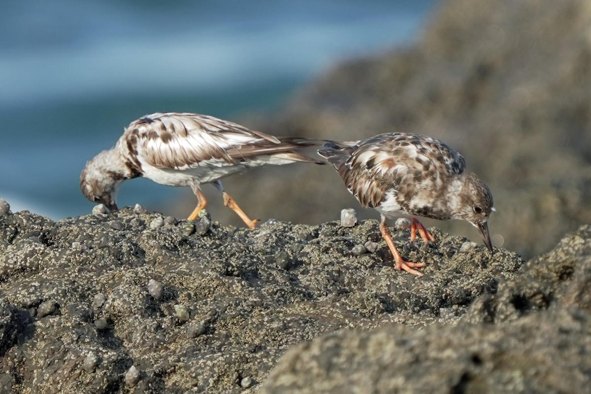 Ruddy Turnstone - ML619565795