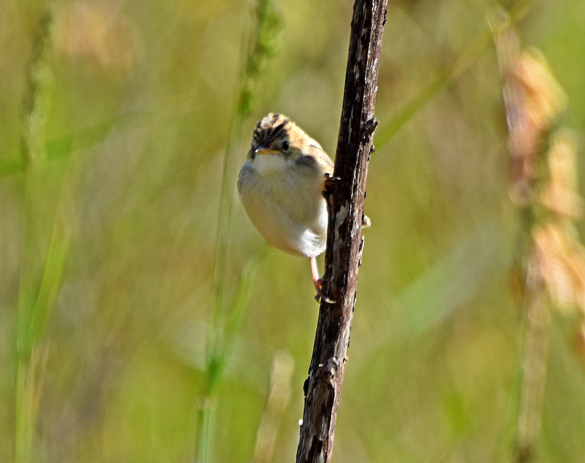 Zitting Cisticola - Joao Freitas