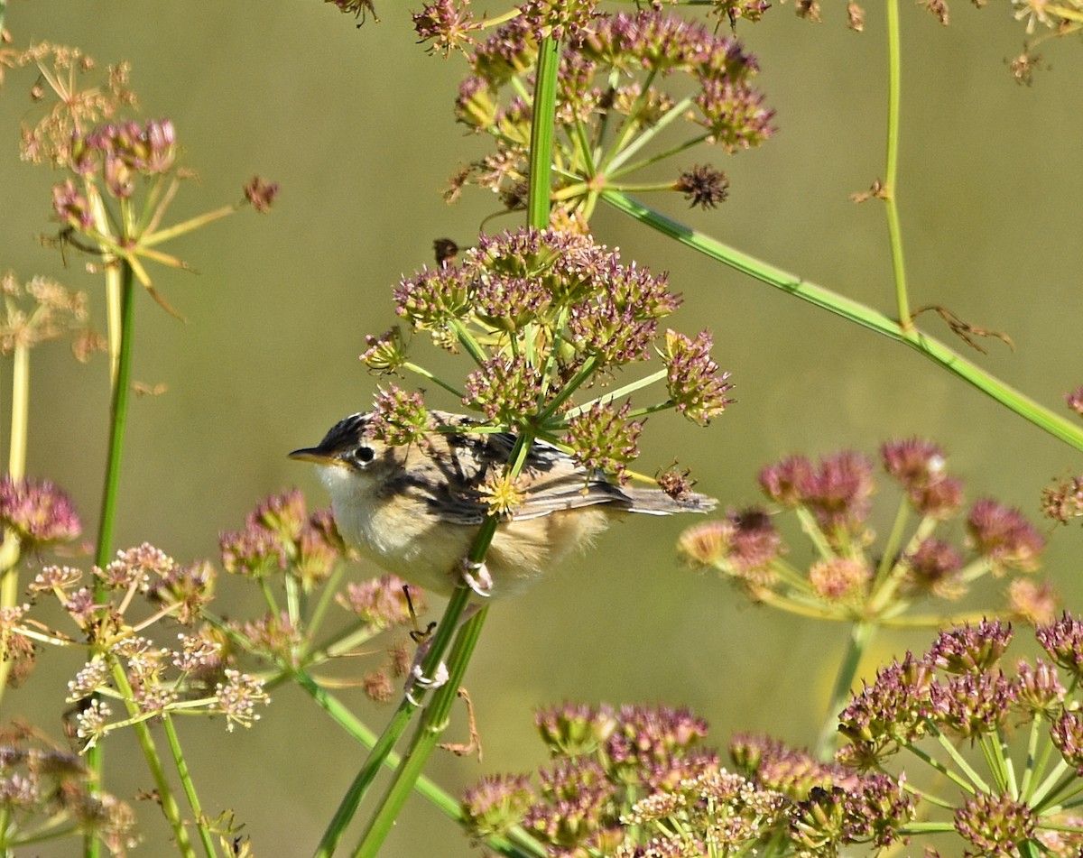 Zitting Cisticola - Joao Freitas