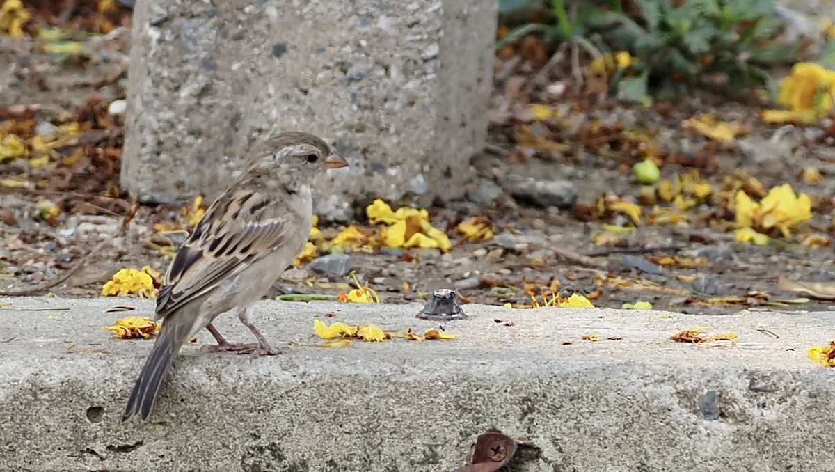 House Sparrow - 芳色 林