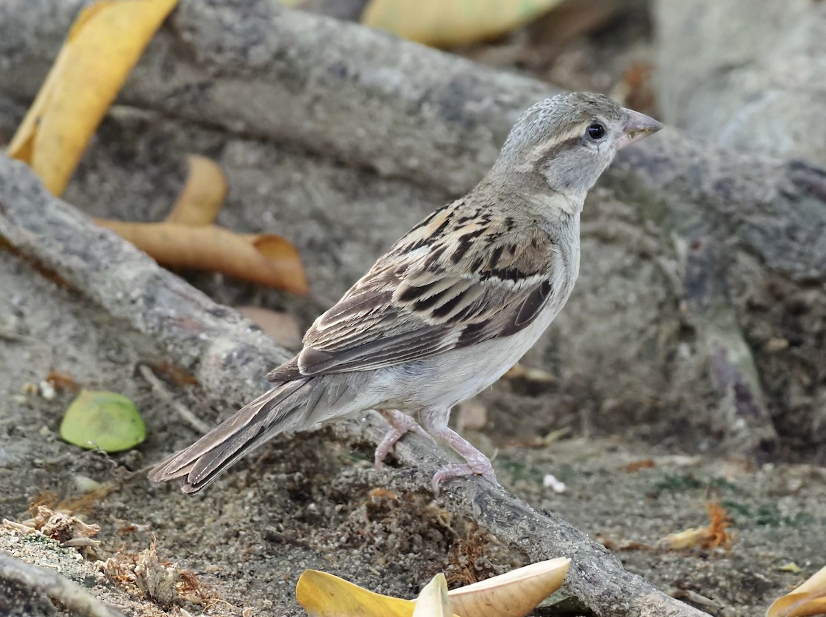 House Sparrow - 芳色 林