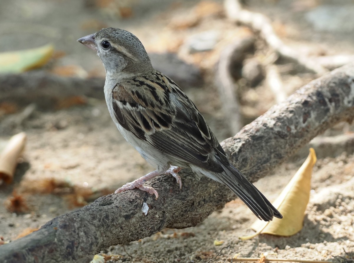 House Sparrow - 芳色 林