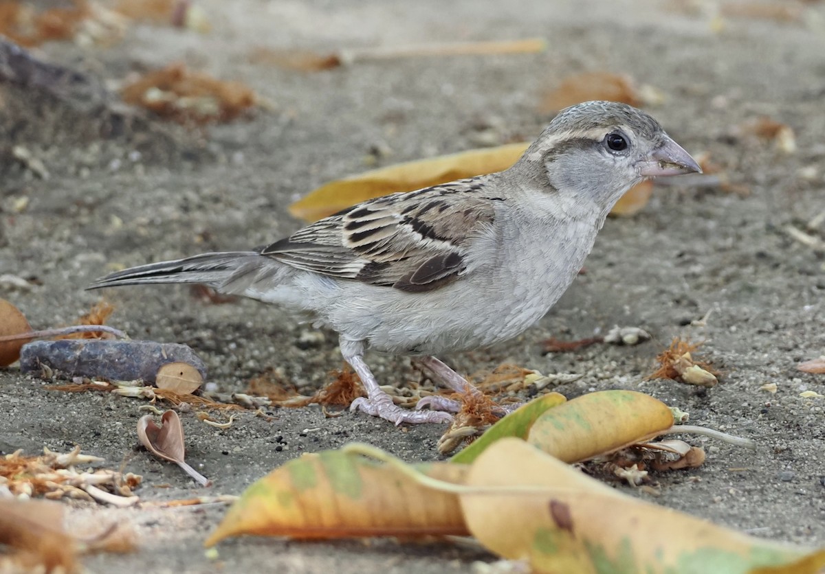 House Sparrow - 芳色 林