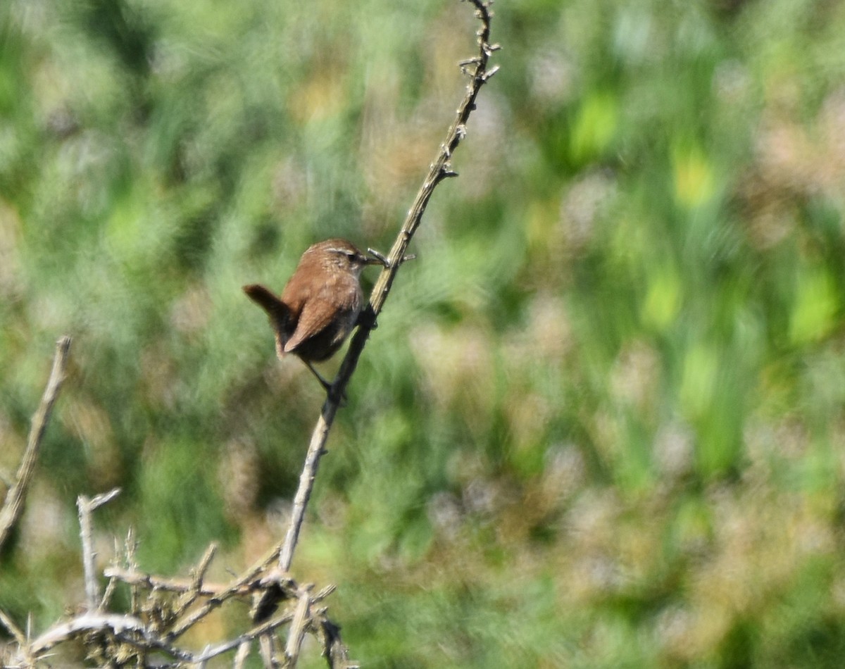 Eurasian Wren - Joao Freitas