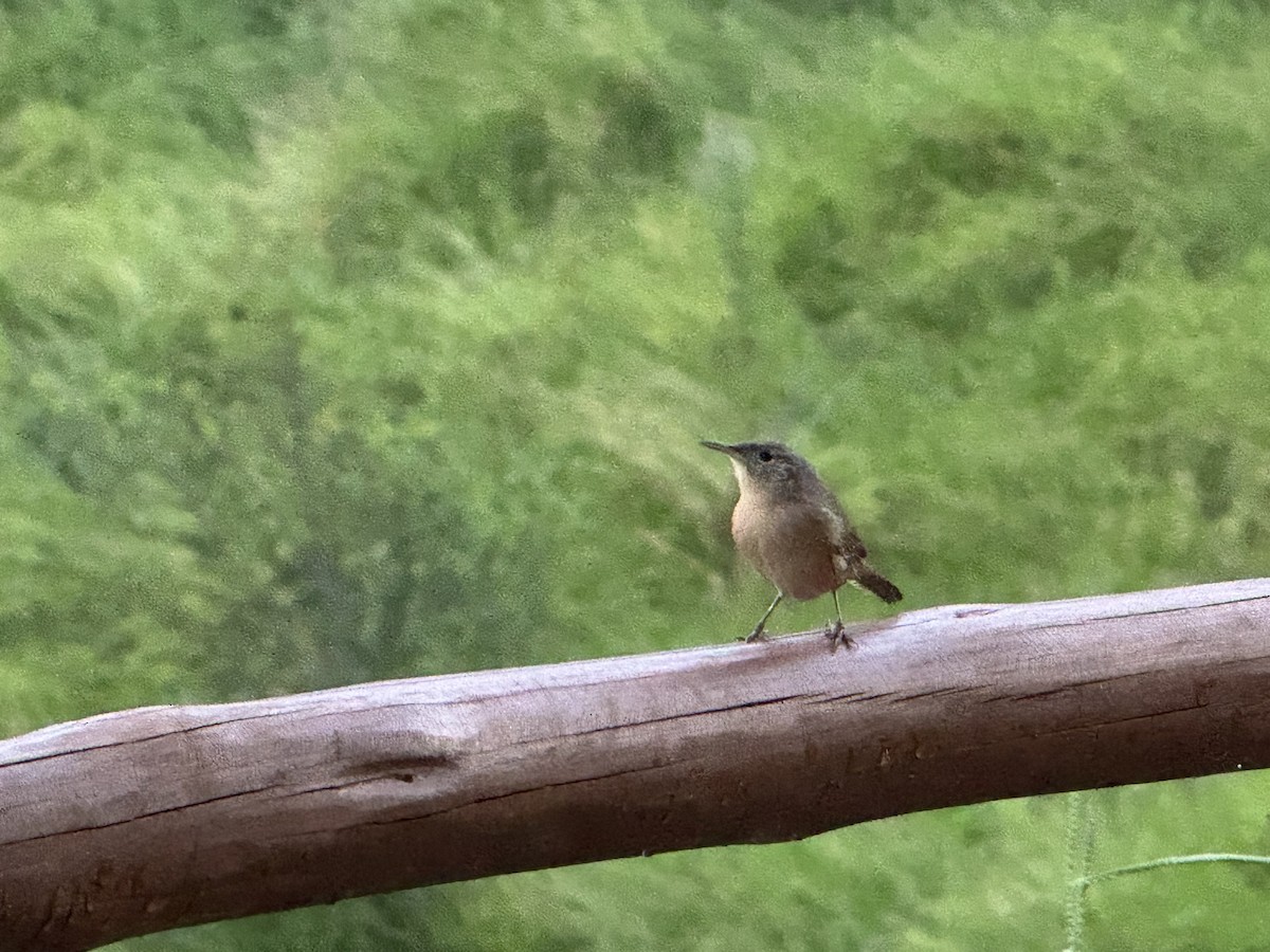 House Wren - Maria Goretti Maciel