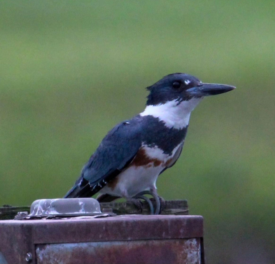 Belted Kingfisher - Samantha Engstrom