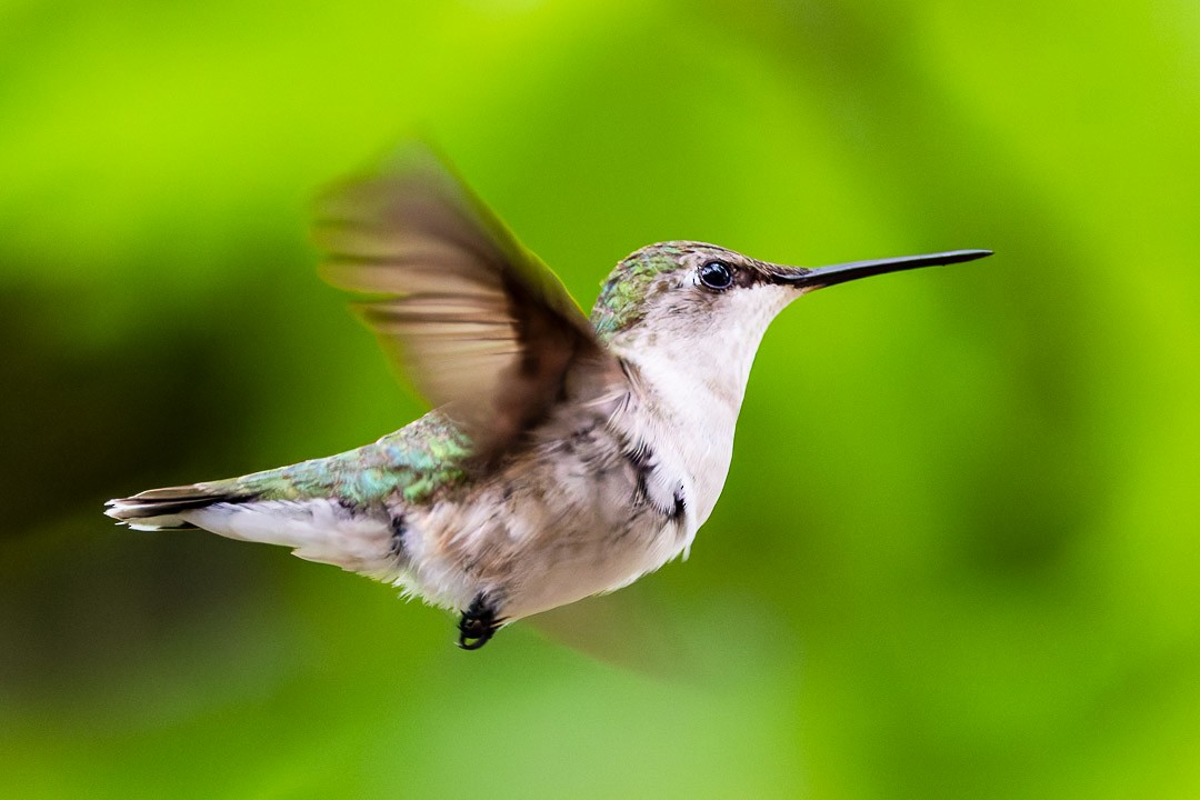 Ruby-throated Hummingbird - Sheri Minardi