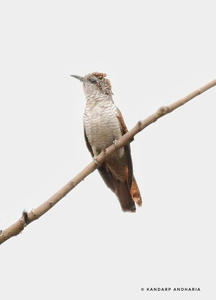 Banded Bay Cuckoo - ML619565829