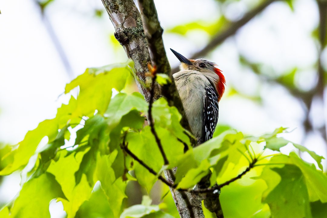 Red-bellied Woodpecker - Sheri Minardi