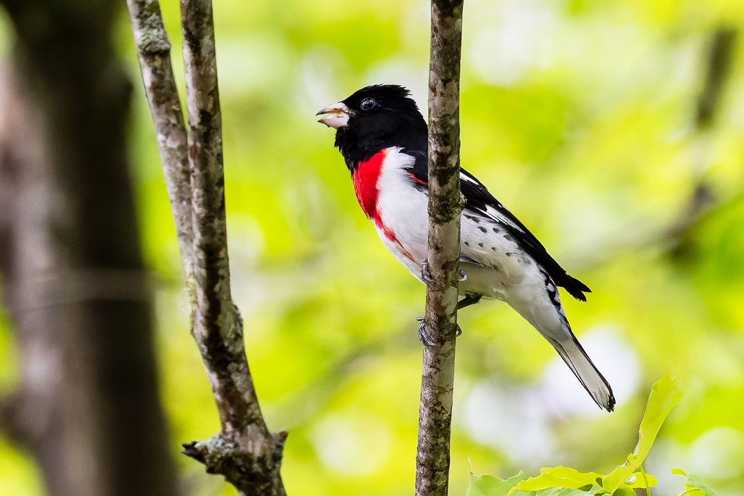 Rose-breasted Grosbeak - Sheri Minardi