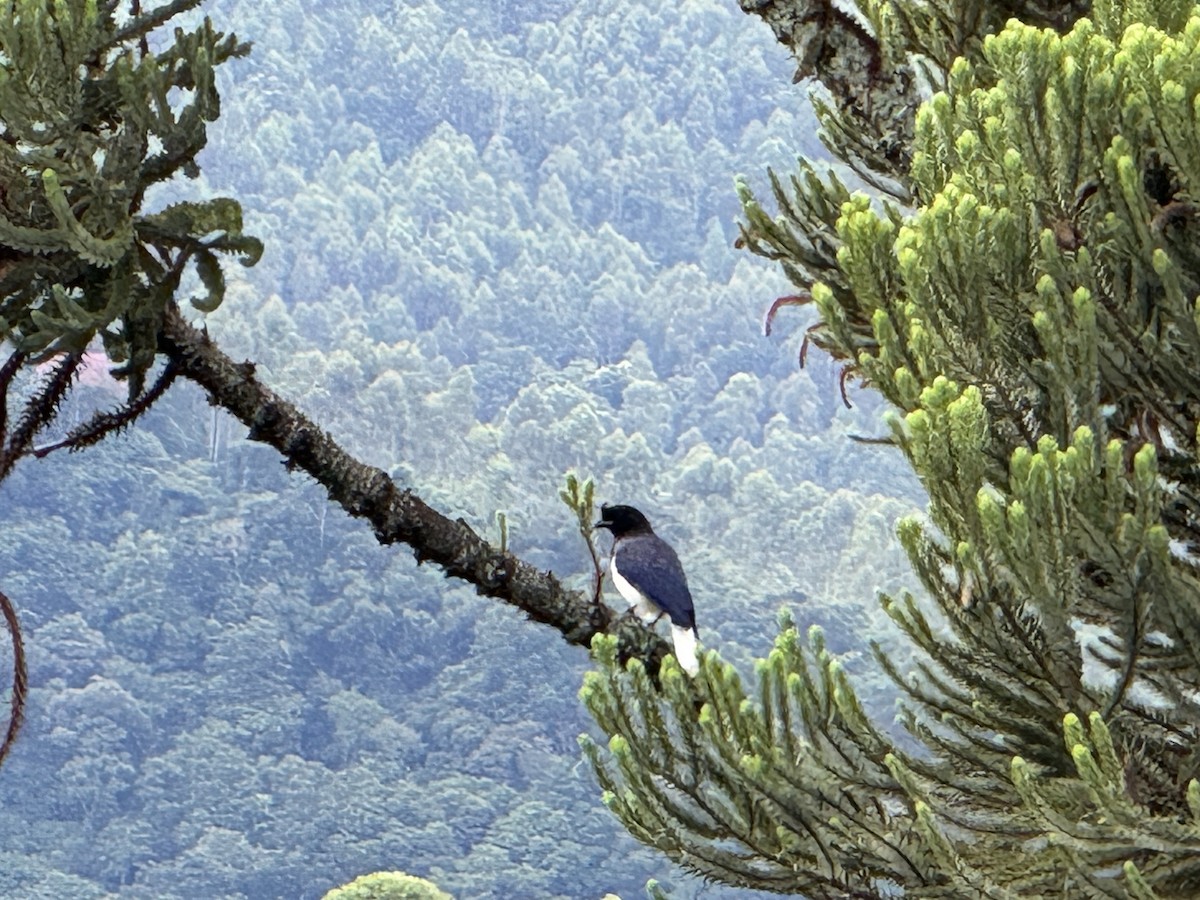 Curl-crested Jay - ML619565850