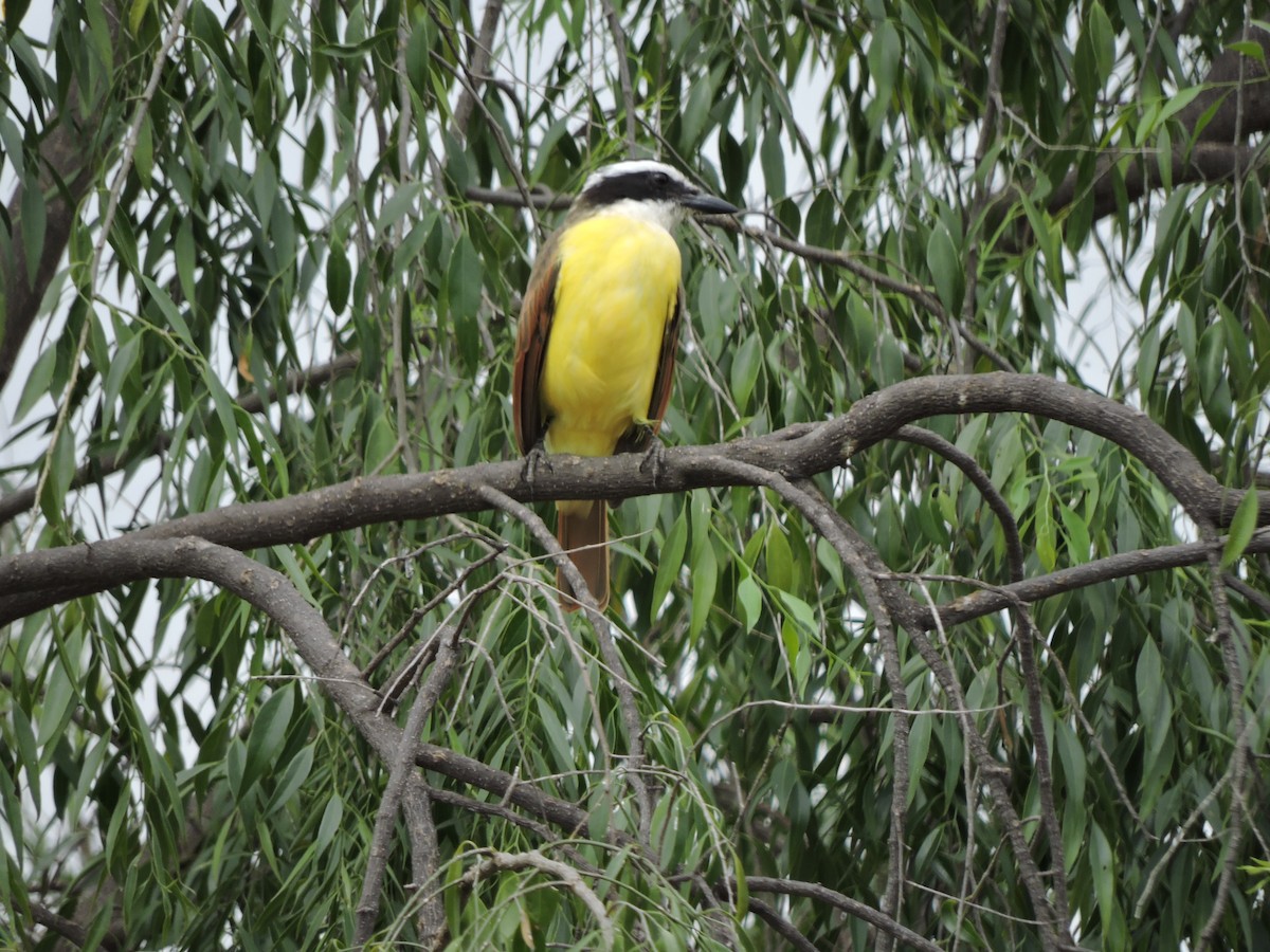 Social Flycatcher - Francisco J. Muñoz Nolasco