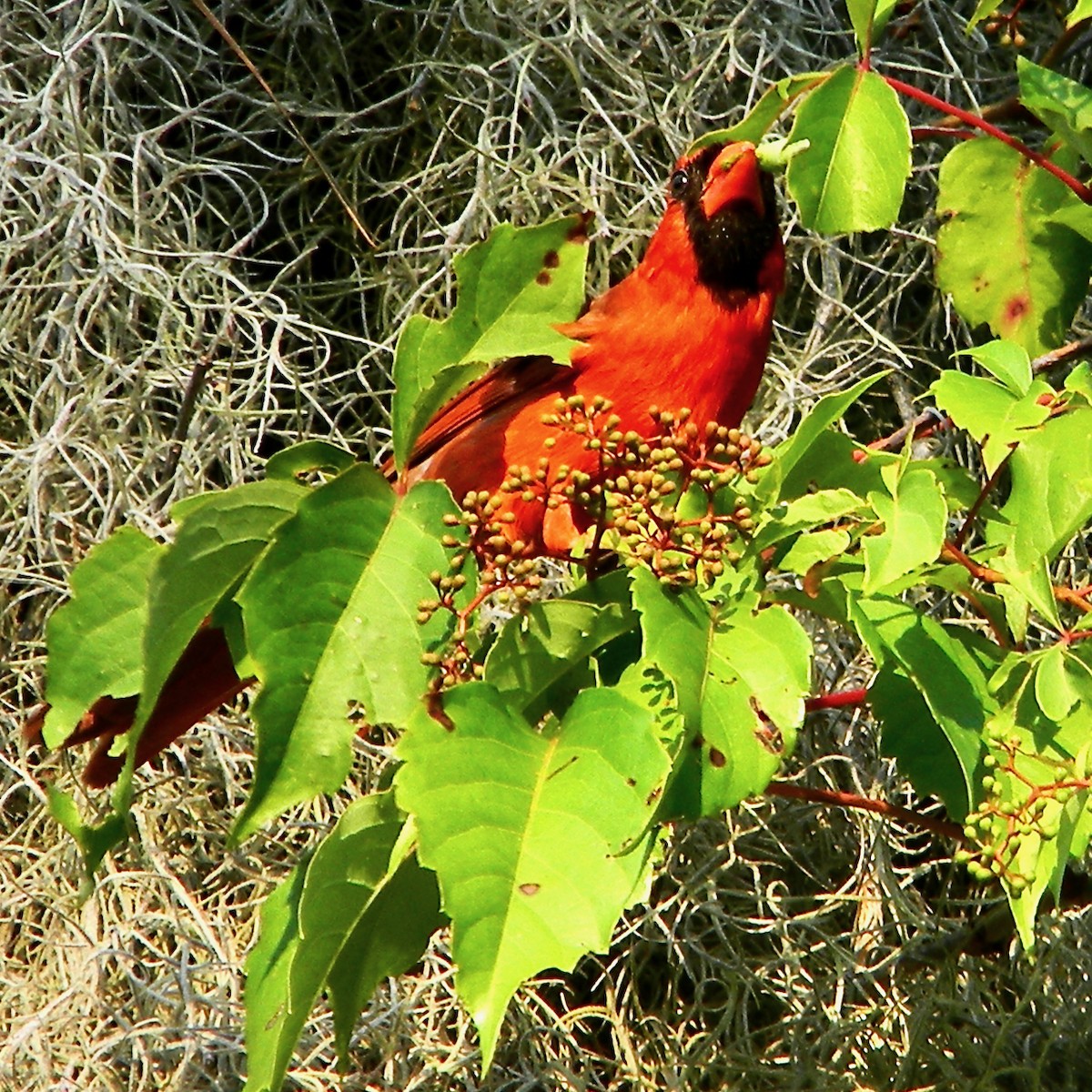 Northern Cardinal - Bob Peterson