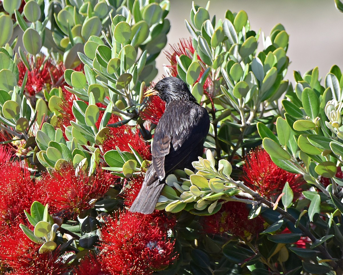 Spotless Starling - Joao Freitas